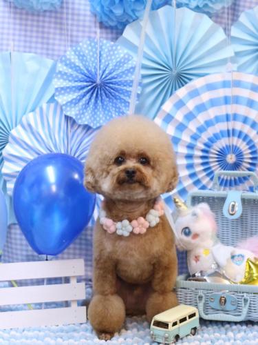 20231116ピノくん